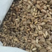 去刺生苍耳子炒苍耳子无硫批发中药材泡脚鼻涕各种规格