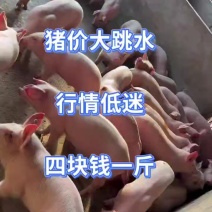 三元猪苗五元一斤山东仔猪便宜了山东仔猪猪苗批发
