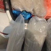 正宗红暑粉丝