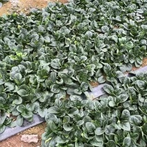 趴地菠菜滑县精品趴地菠菜