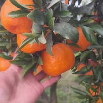 盖膜椪柑大量出货，口感非常甜，价格实惠
