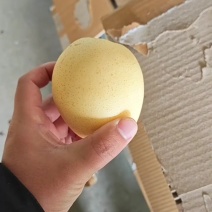 高端精品皇冠梨，适合高端市场，有需要可以联系