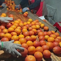 资中血橙大量上市