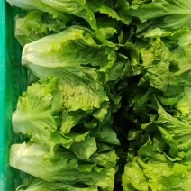 散叶生菜