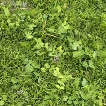 贵州高山豌豆尖