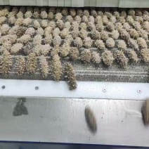 鲜食海参-批发零售，源头捕捞加工生产，贴牌代工，