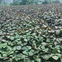 自产自销紫苏