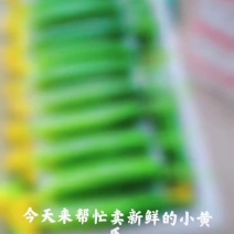 绥中旱黄瓜