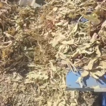 当归大片过筛