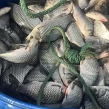 精品小鲫鱼
