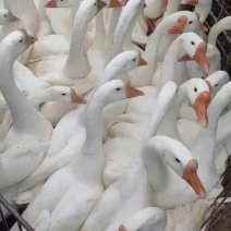 鹅