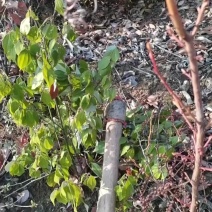 纯野生乌药