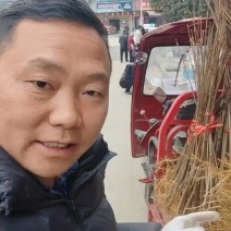 贵州都匀厚皮黄柏移栽苗根须多成活率才高