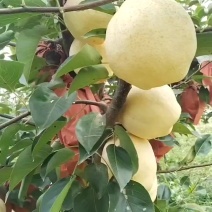 山农酥梨