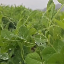 新鲜豌豆尖价格美丽可自提可邮寄