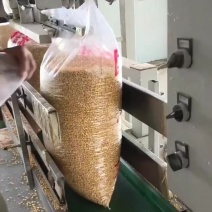 养殖专用碎玉米0.6元一斤，500斤起发。