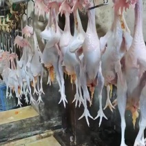 鲜蛋鸡