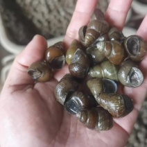 洪湖鲜活螺蛳1.6-1.8薄壳，物流直达地包邮