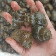 洪湖淡水鲜活田螺，品种规格齐全，全国产地直供，直达地包邮