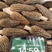 羊肚菌
