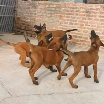 马犬