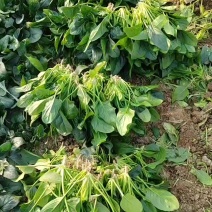 大棚菠菜