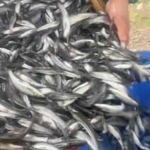 银鳕鱼苗10-12公分