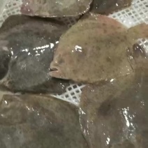 精品多宝鱼