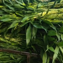 富贵竹
