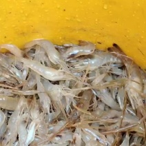 河虾