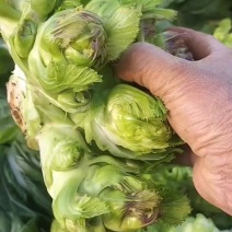 儿菜