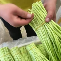 精品芦蒿开始出货