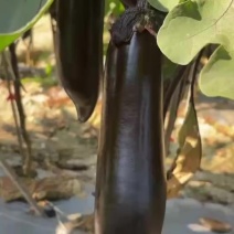 茄子
