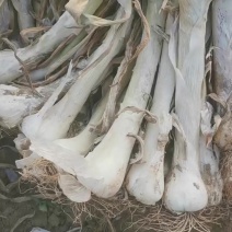 鸡腿大葱质量耿耿的好有要的老板请联系，数量不多，先到先得