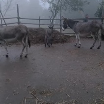 毛驴