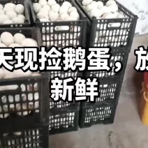 鹅蛋