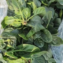 趴地菠菜陆地大棵