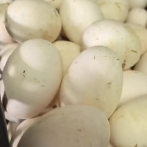 辽宁土鹅蛋