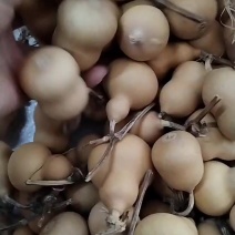 胖墩葫芦