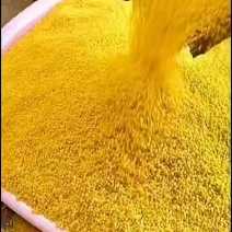 河北邢台南和金米