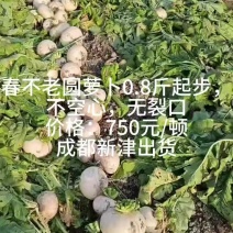 春不晚圆萝卜