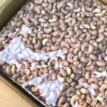 紫衣腰果A170，现货多多，需要老板来