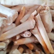 象拔蚌