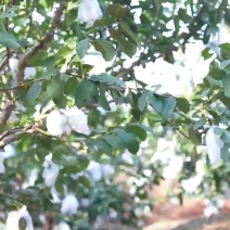帝王芭乐