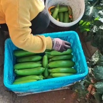 绿皮西葫芦