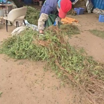 鸡骨草