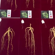 野山参，钉板年头都在20年以上各种规格的都有品质好