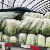 精品大白菜继续热销中