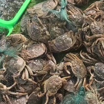 大闸蟹