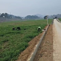 今日份豌豆苗你值得拥有现摘现发自提优惠！欢